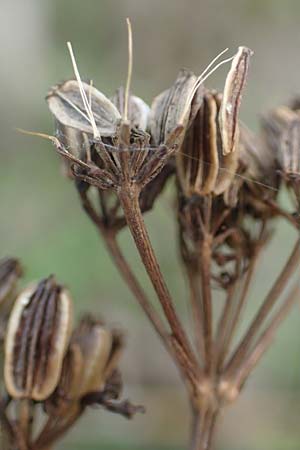 Peucedanum alsaticum \ Els�sser Haarstrang / Alsatian Parsley, D R&uuml;sselsheim 5.10.2019