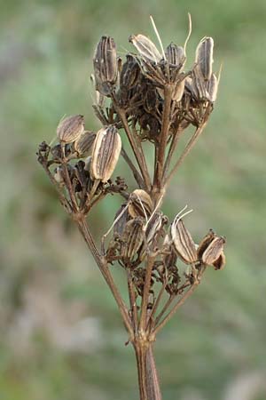 Peucedanum alsaticum \ Els�sser Haarstrang / Alsatian Parsley, D R&uuml;sselsheim 5.10.2019