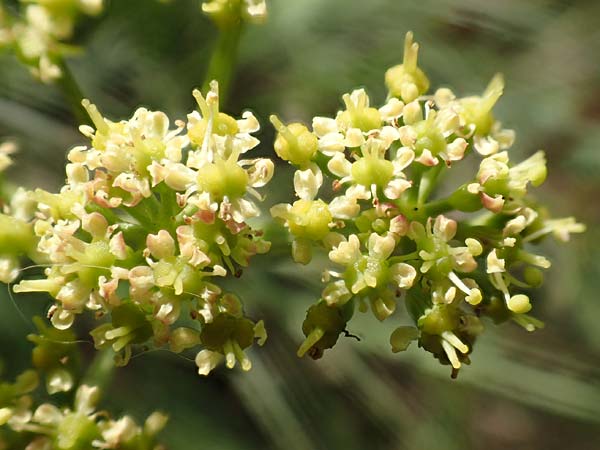 Peucedanum alsaticum \ Els�sser Haarstrang / Alsatian Parsley, D R&uuml;sselsheim 5.10.2019