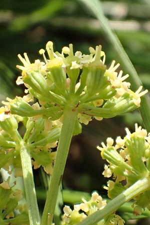 Peucedanum alsaticum \ Els�sser Haarstrang / Alsatian Parsley, D R&uuml;sselsheim 5.10.2019