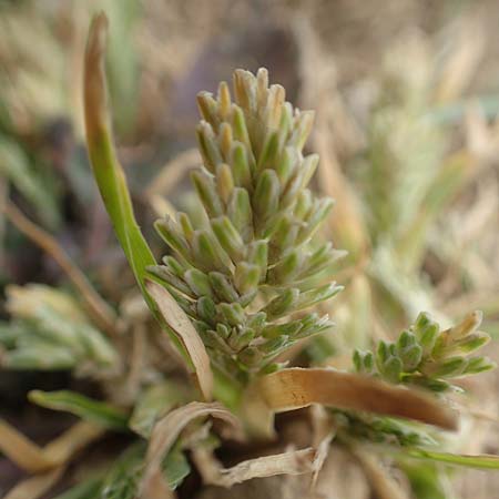 Sclerochloa dura \ Gew�hnliches Hartgras / Common Hardgrass, Fairground Grass, D Gr&uuml;nstadt-Asselheim 4.5.2020
