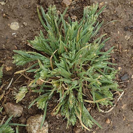 Sclerochloa dura \ Gew�hnliches Hartgras / Common Hardgrass, Fairground Grass, D Gr&uuml;nstadt-Asselheim 4.5.2020
