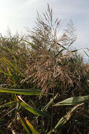 Phragmites australis \ Schilf / Common Reed, D Brandenburg, Havelaue-G&uuml;lpe 17.9.2020