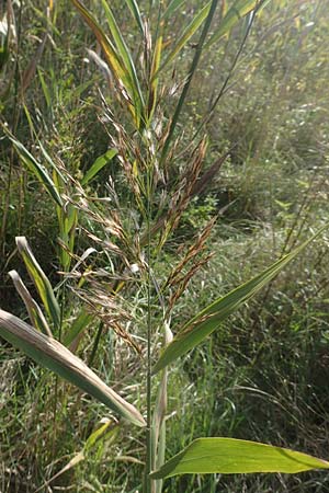 Phragmites australis \ Schilf / Common Reed, D Brandenburg, Havelaue-G&uuml;lpe 17.9.2020