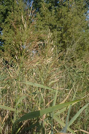 Phragmites australis \ Schilf / Common Reed, D Brandenburg, Havelaue-G&uuml;lpe 17.9.2020