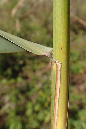 Phragmites australis \ Schilf / Common Reed, D Brandenburg, Havelaue-G&uuml;lpe 17.9.2020