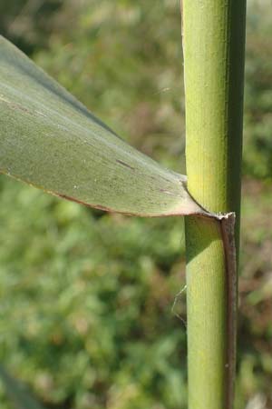Phragmites australis \ Schilf / Common Reed, D Brandenburg, Havelaue-G&uuml;lpe 17.9.2020