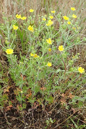 Potentilla argentea agg., Silber-Fingerkraut