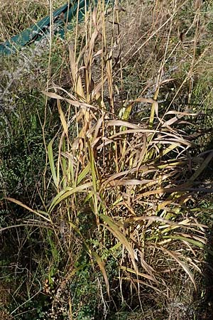 Panicum virgatum \ Rotbraunbl�ttrige Ruten-Hirse / Switch Grass, D Ludwigshafen 22.10.2021