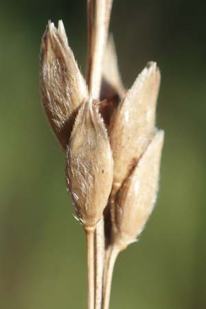Panicum virgatum \ Rotbraunbl�ttrige Ruten-Hirse / Switch Grass, D Ludwigshafen 22.10.2021