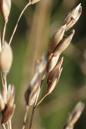 Panicum virgatum \ Rotbraunbl�ttrige Ruten-Hirse / Switch Grass, D Ludwigshafen 22.10.2021
