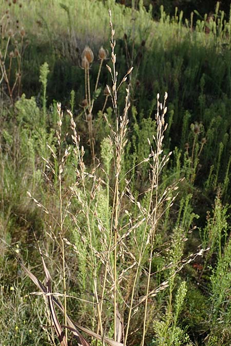 Panicum virgatum \ Rotbraunbl�ttrige Ruten-Hirse / Switch Grass, D Ludwigshafen 22.10.2021