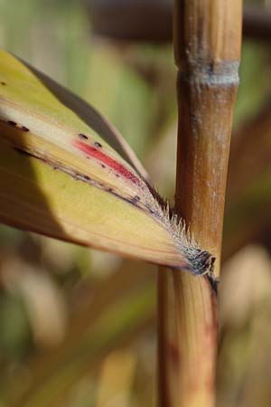 Panicum virgatum \ Rotbraunbl�ttrige Ruten-Hirse / Switch Grass, D Ludwigshafen 22.10.2021