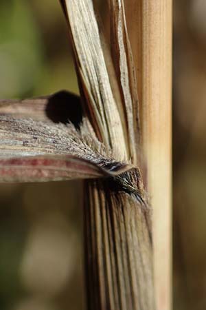 Panicum virgatum \ Rotbraunbl�ttrige Ruten-Hirse / Switch Grass, D Ludwigshafen 22.10.2021