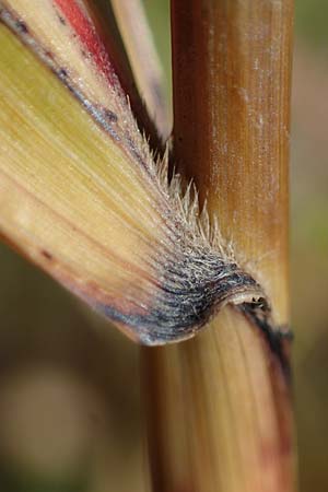Panicum virgatum \ Rotbraunbl�ttrige Ruten-Hirse / Switch Grass, D Ludwigshafen 22.10.2021