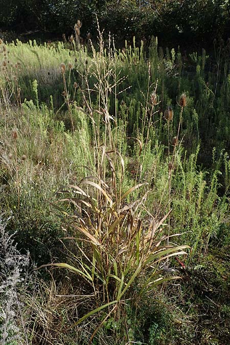Panicum virgatum \ Rotbraunbl�ttrige Ruten-Hirse / Switch Grass, D Ludwigshafen 22.10.2021