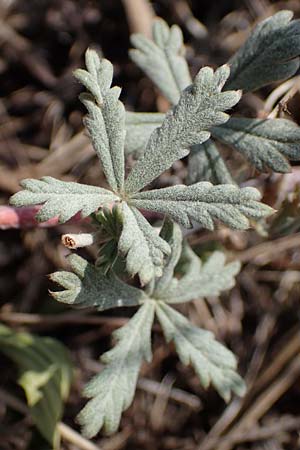 Potentilla argentea var. tephrodes \ Graues Silber-Fingerkraut / Grey Hoary Cinquefoil, D Ludwigshafen 21.7.2022