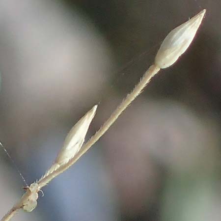 Panicum capillare \ Haar�stige Rispen-Hirse / Witchgrass, D Bad Bellingen 3.9.2022