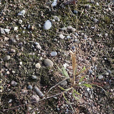 Panicum capillare \ Haar�stige Rispen-Hirse / Witchgrass, D Bad Bellingen 3.9.2022