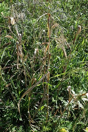 Panicum miliaceum subsp. agricola \ Bauern-Rispen-Hirse, D Mannheim 22.10.2022