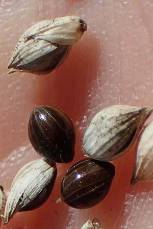 Panicum miliaceum subsp. agricola \ Bauern-Rispen-Hirse, D Mannheim 22.10.2022