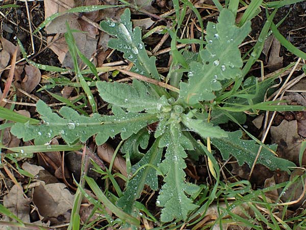 Papaver atlanticum \ Atlas-Mohn / Atlas Poppy, D Bochum 16.4.2023