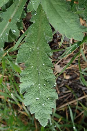 Papaver atlanticum \ Atlas-Mohn / Atlas Poppy, D Bochum 16.4.2023