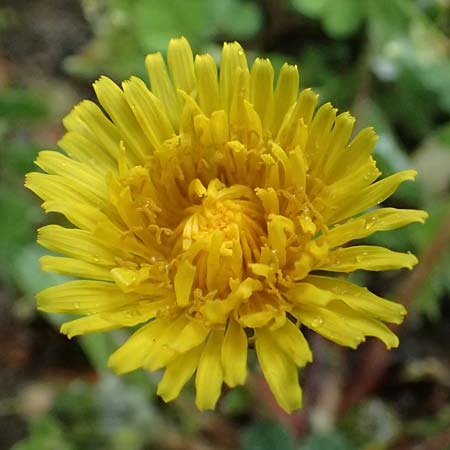 Taraxacum sect. Ruderalia \ Gew�hnlicher L�wenzahn, Kuhblume / Dandelion, D Viernheim 3.4.2024