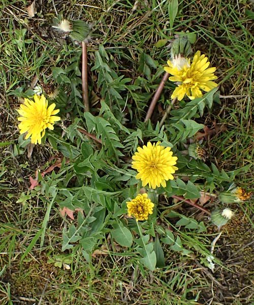 Taraxacum parnassicum \ Schlesischer L�wenzahn / Parnassus Dandelion, D Hockenheim 8.4.2024