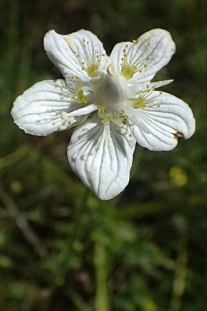 Parnassia palustris \ Sumpf-Herzblatt, Studentenr�schen / Grass of Parnassus, D Ohlstadt 14.8.2024