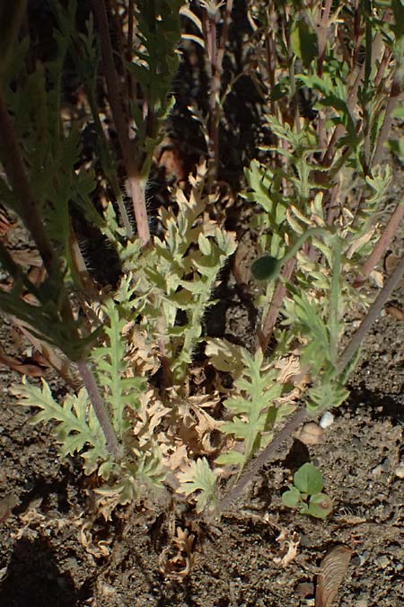 Papaver atlanticum \ Atlas-Mohn / Atlas Poppy, D Duisburg 20.6.2025