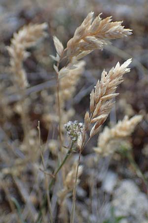 Poa badensis \ Badener Rispengras, D Th&uuml;ringen, Hemleben 12.6.2023