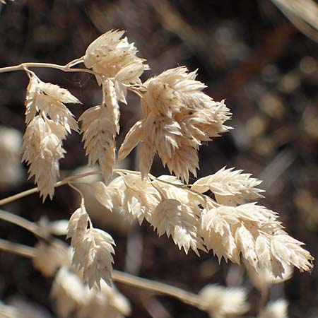 Poa badensis \ Badener Rispengras, D Th&uuml;ringen, Bottendorf 13.6.2023