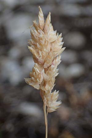 Poa badensis \ Badener Rispengras, D Th&uuml;ringen, Heldrungen 16.6.2023