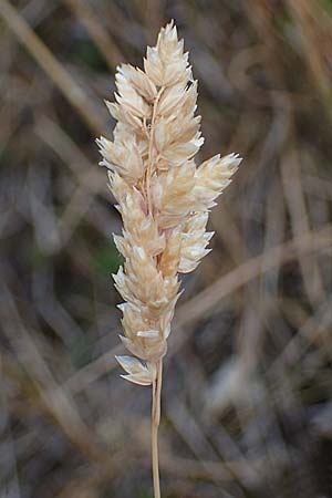 Poa badensis \ Badener Rispengras, D Th&uuml;ringen, Heldrungen 16.6.2023