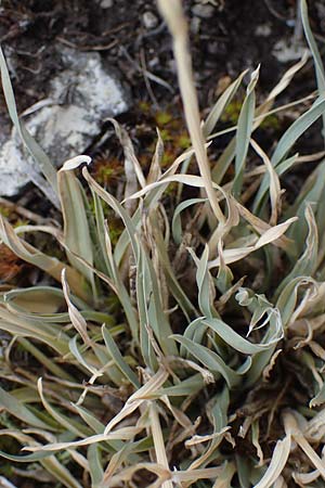 Poa badensis \ Badener Rispengras, D Th&uuml;ringen, Heldrungen 16.6.2023
