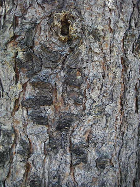 Pinus cembra \ Zirbel-Kiefer, Arve / Arolla Pine, Swiss Stone Pine, D Botan. Gar.  Universit.  Mainz 4.8.2007