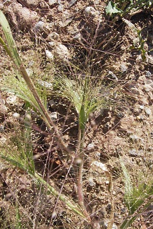 Panicum capillare \ Haar�stige Rispen-Hirse / Witchgrass, D Heidelberg 22.8.2012