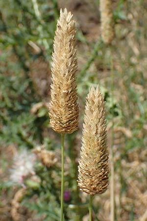 Phalaris canariensis \ Echtes Glanzgras, Kanariengras, D Mannheim 5.8.2016