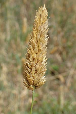 Phalaris canariensis \ Echtes Glanzgras, Kanariengras, D Mannheim 5.8.2016