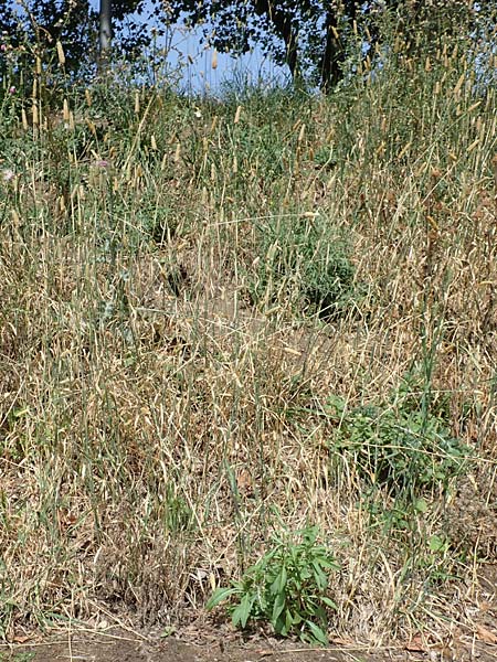 Phalaris canariensis \ Echtes Glanzgras, Kanariengras, D Mannheim 5.8.2016