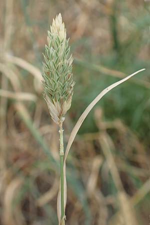 Phalaris canariensis \ Echtes Glanzgras, Kanariengras, D Mannheim 6.8.2016