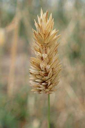Phalaris canariensis \ Echtes Glanzgras, Kanariengras, D Mannheim 6.8.2016