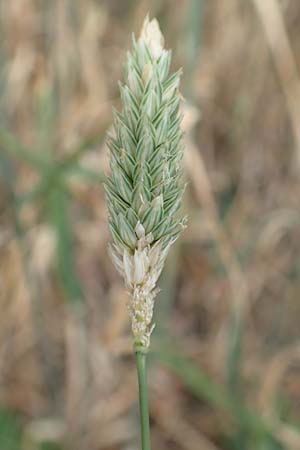Phalaris canariensis \ Echtes Glanzgras, Kanariengras, D Mannheim 6.8.2016