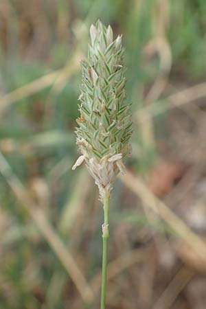 Phalaris canariensis \ Echtes Glanzgras, Kanariengras, D Mannheim 6.8.2016