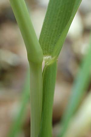 Poa chaixii \ Berg-Rispengras, Wald-Rispengras / Forest Blue Grass, D Ober-Ramstadt 26.5.2017