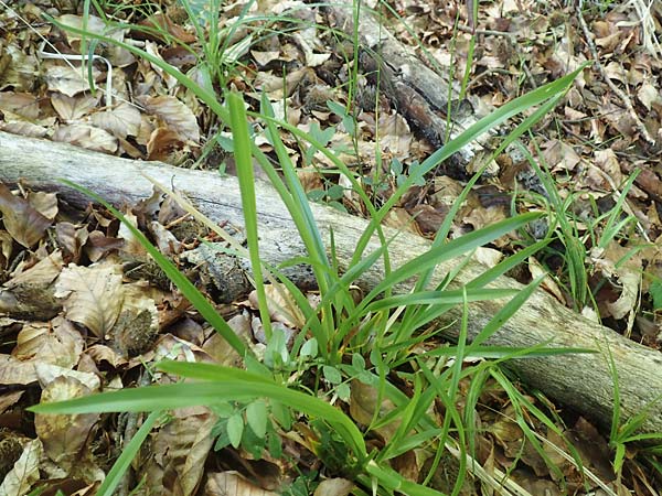 Poa chaixii \ Berg-Rispengras, Wald-Rispengras / Forest Blue Grass, D Ober-Ramstadt 26.5.2017