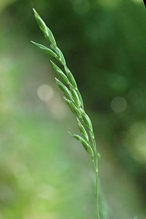 Poa chaixii \ Berg-Rispengras, Wald-Rispengras / Forest Blue Grass, D Ober-Ramstadt 26.5.2017
