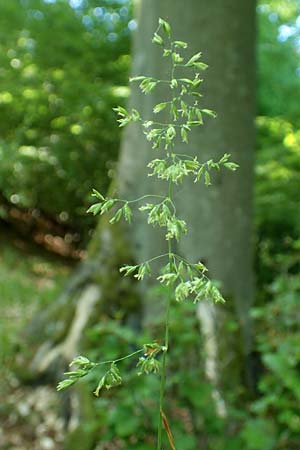 Poa chaixii \ Berg-Rispengras, Wald-Rispengras / Forest Blue Grass, D Ober-Ramstadt 26.5.2017