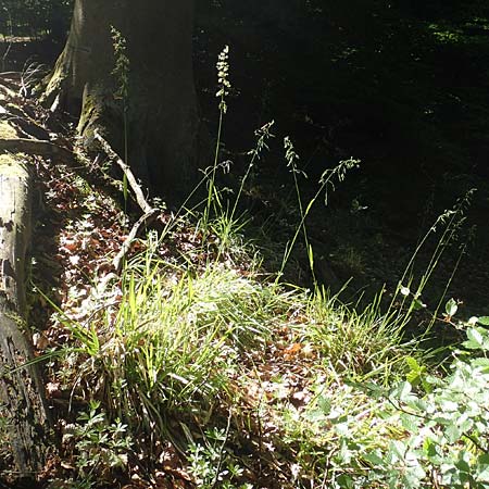 Poa chaixii \ Berg-Rispengras, Wald-Rispengras / Forest Blue Grass, D Ober-Ramstadt 26.5.2017
